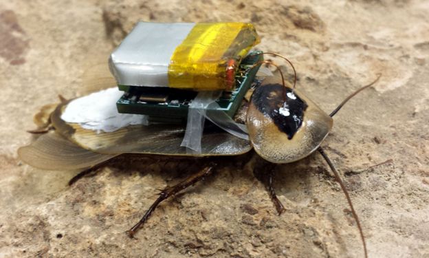 Cockroach with computer on its back