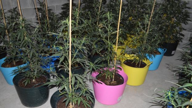 Cannabis plants