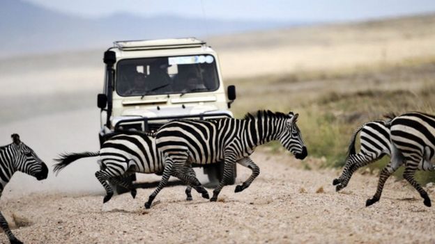 Zebras cross the road in front of a vehicle in the Serengeti national reserve on October 25, 2010