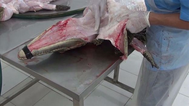 PETA nhắc nhở người mua đừng vô tình ủng hộ sản phẩm từ da ca sấu