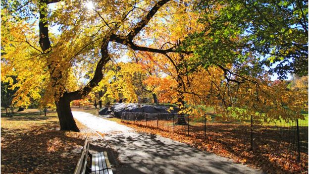 árvores no outono no Central Park, em Nova York