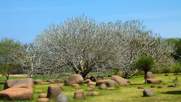 Parque da Unidade em Auroville