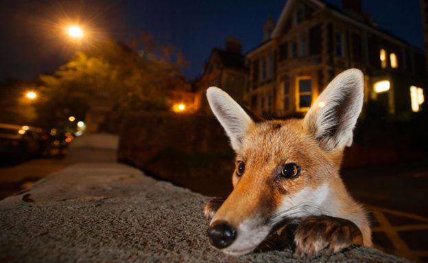 Fox by Sam Hobson