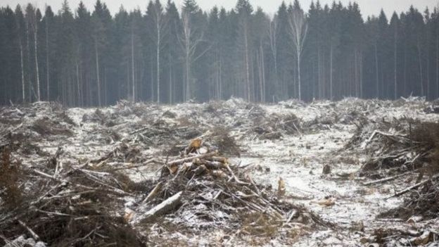 அழிந்த காடு