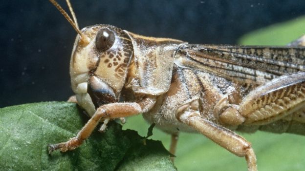 Locust (Image: BBC)