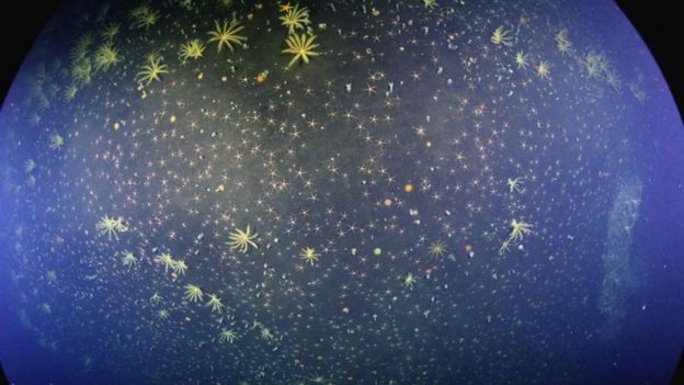 Plantas marinas en el suelo del cráter de un volcán