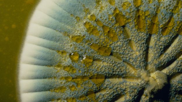 Macrophotograph of a petri dish culture of the fungus Penicillium notatum growing on Whickerham's agar