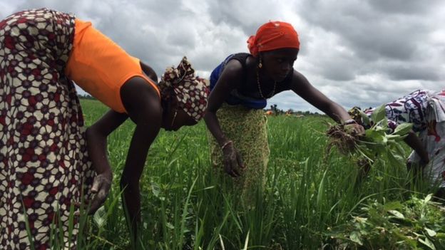 Farmers working in the field