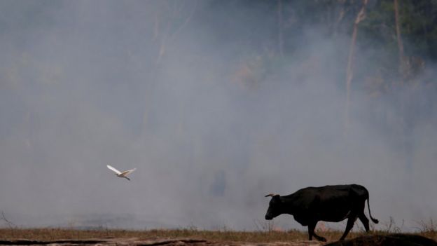 Um boi e uma ave em frente a fumaça decorrente de floresta queimada