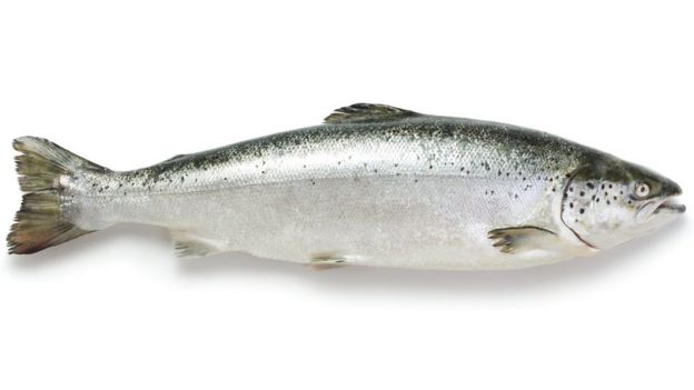 Salmón