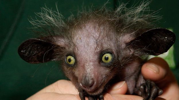 Un aye-aye
