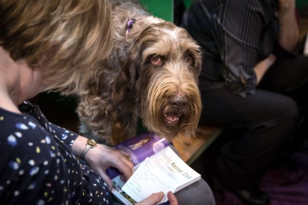 பேரழுகு செல்லப்பிராணிகள் : இங்கிலாந்தில் நடைபெறும் பிரம்மாண்ட கண்காட்சி (புகைப்படத் தொகுப்பு)