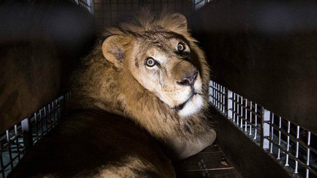 வனவிலங்குகளை வளர்ப்பு பிராணியாக வைத்திருந்தால் சிறைதண்டனை