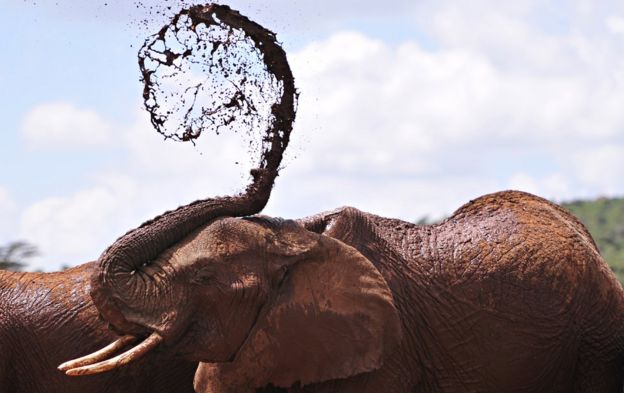 An African elephants throws mud onto himself at the Mpala Research Center and Wildlife Foundation, near Rumuruti, Laikipia District, Kenya, on January 31, 2016.