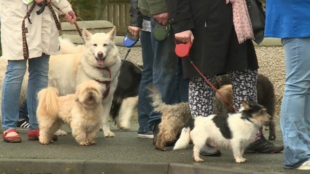 Dogs and owners lined up in Stornoway