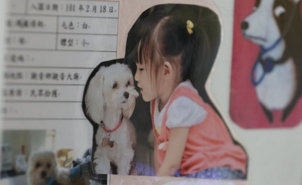 Collage featuring a child sat next to a small dog, on the wall of the animal shelter