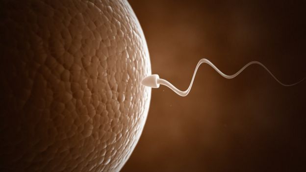 Sperm meets egg
