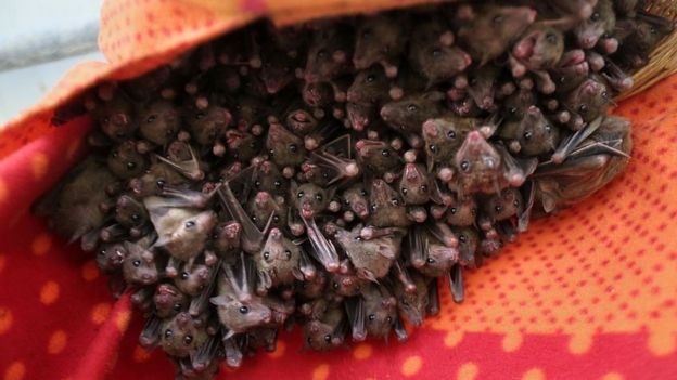 Murciélagos egipcios de la fruta