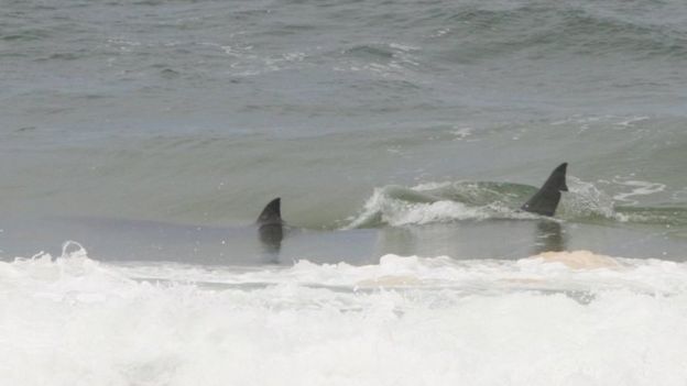 A shark thrashing in the waves off Victoria's far east Gippsland