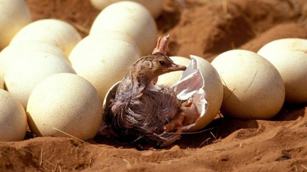 Сомалийский страус (Struthio molybdophanes), вылупившийся из яйца.