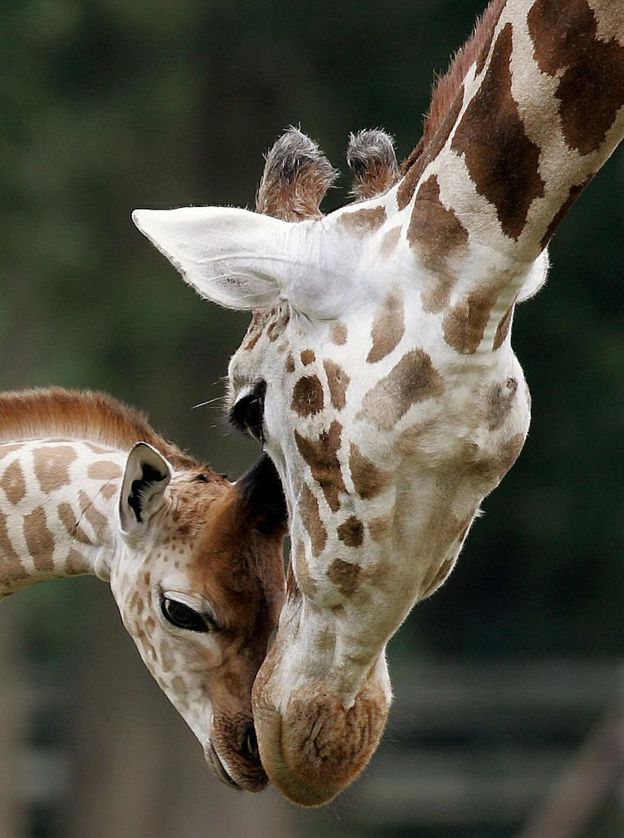 ஒட்டகச்சிவிங்கி