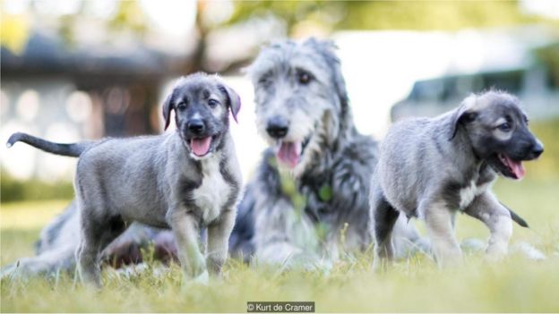 Cachorros gemelos con madre