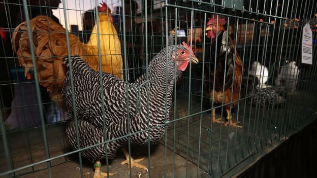Pollos en unas jaulas