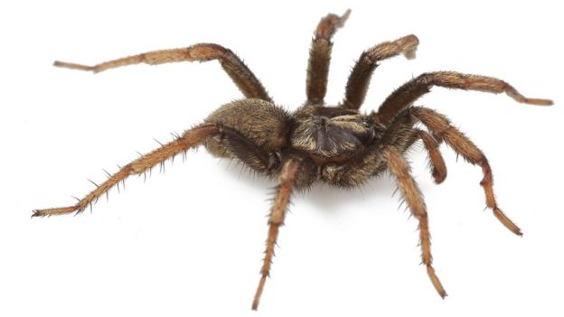 Una araña enorme similar a una tarántula