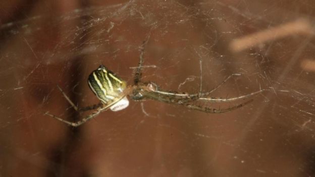 أنثى عنكبوت 