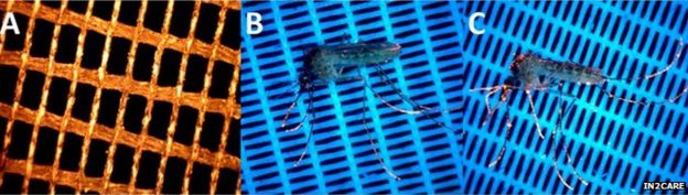 Mosquitoes being contaminated with the insecticide under UV light