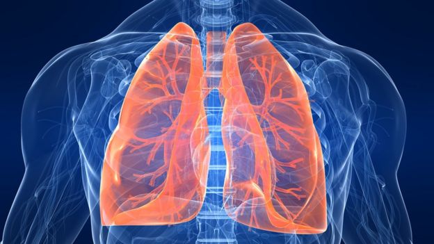 Representação dos pulmões humanos