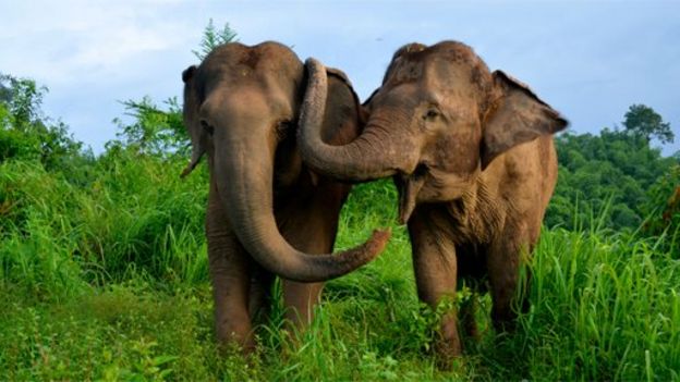 Dos elefantes tocándose con la trompa