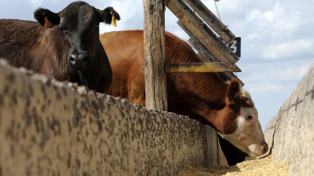 Feedlot en Argentina