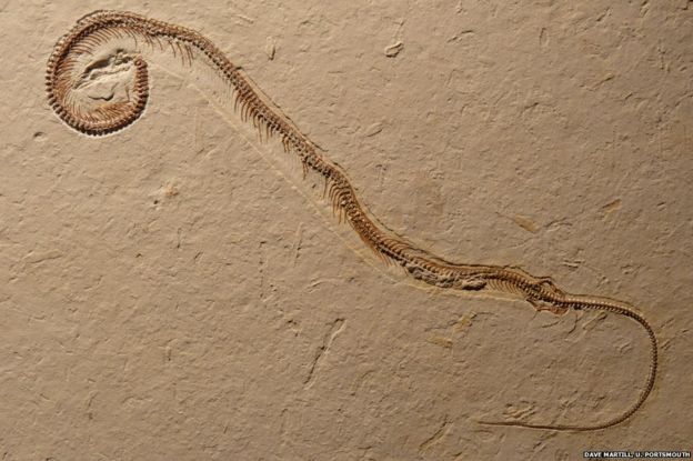 snake fossil