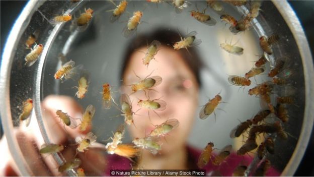 Dedetização _90715865_mosca5 Mosca-da-fruta é arma para desvendar os grandes mistérios da vida Curiosidades Fotografia Pragas