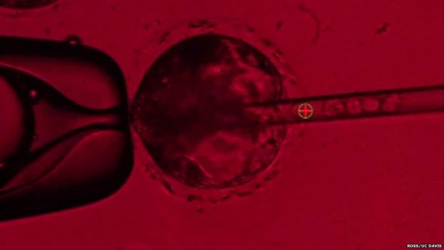 Embriões de 'quimeras'