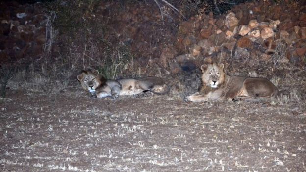 Gir lions