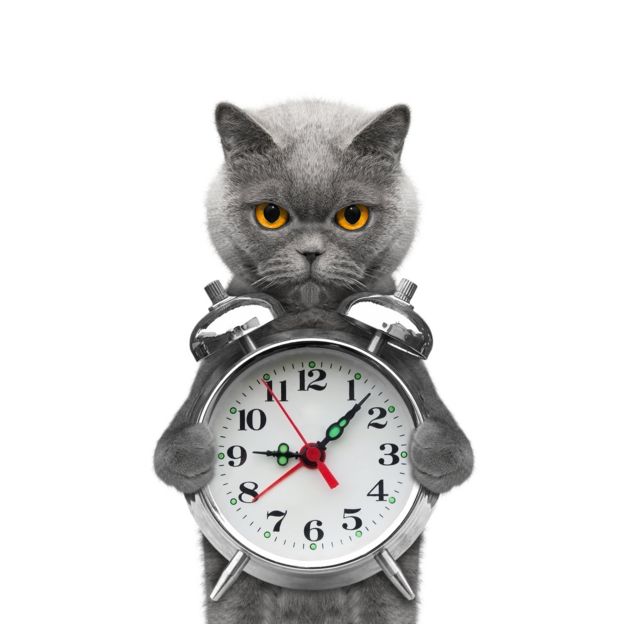 Un gato sosteniendo un reloj