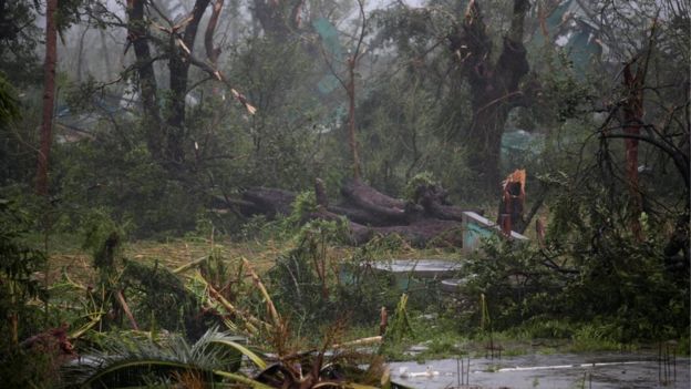 A view of trees damaged by the wind during Hurricane Matthew in Les Cayes