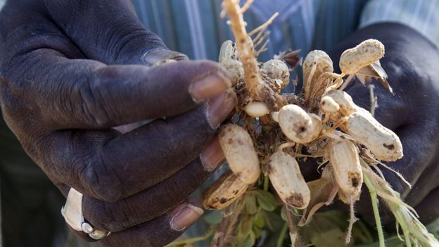 _86635016_4-cheikhou-lo-holds-unripe-peanuts.jpg