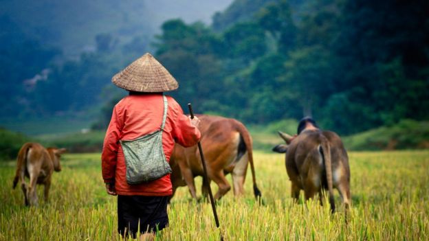 Vietnamese farmer