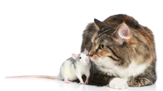 Un ratón y un gato jugando