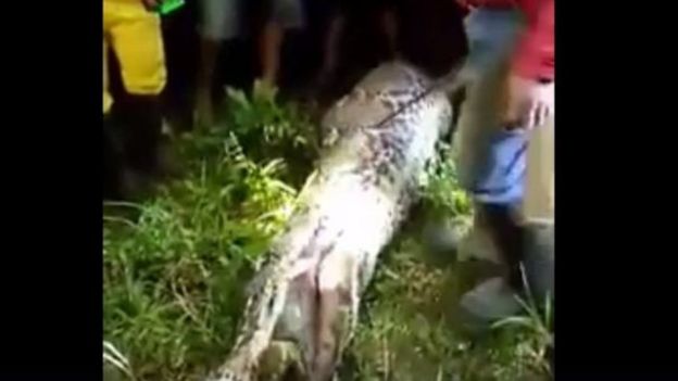 Endonezya'da yılan adamı yuttu