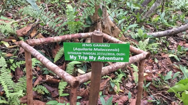 jumpun pambelom, kalimantan tengah