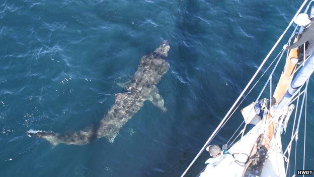 Basking Shark Sighting Increasing Says Wildlife Trust Bbc News