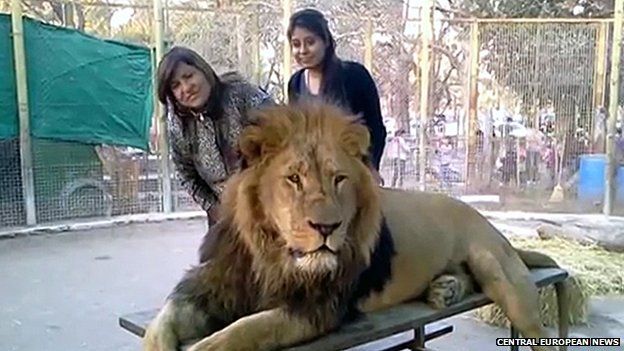 Lion cage visitors