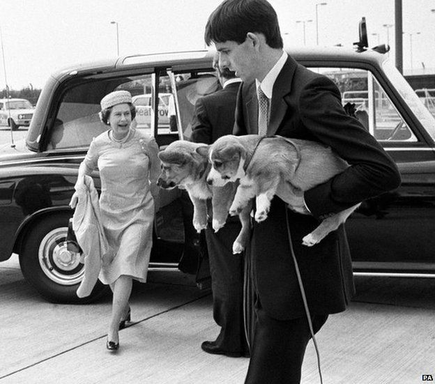 Corgi puppies being carried on to a flight in 1981