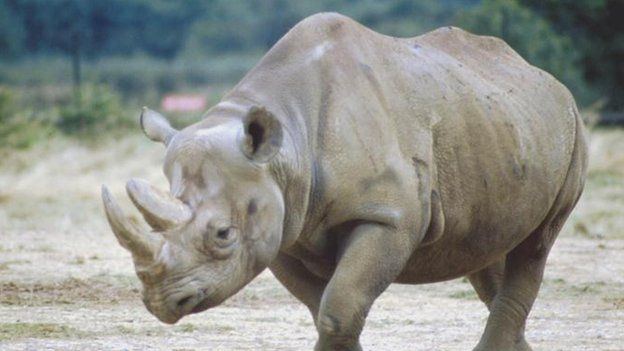 Black Rhino