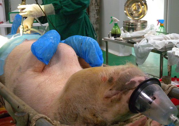 Kloning babi, cara baru China beternak !