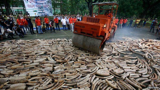Ivory destruction